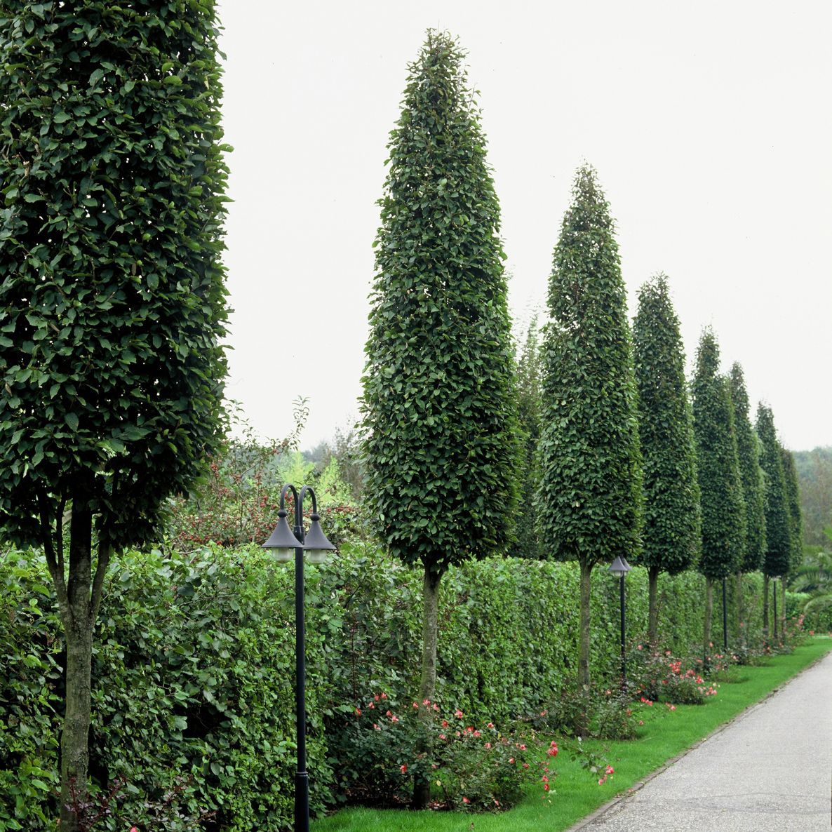 Carpinus betulus 'Frans Fontaine'